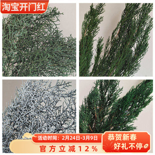 永生侧柏松柏枝条扁柏树圣诞树装饰干花花材云南永生花鹿角松塔柏