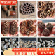 永生花diy材料干松果莲蓬橡果棉花壳海星贝壳海螺云彬幼儿园手工