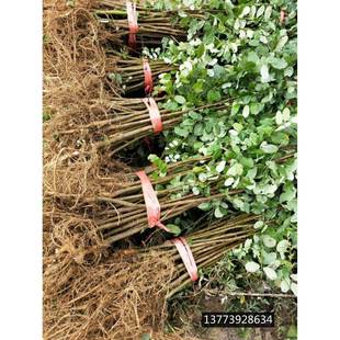 国槐树苗洋槐树苗刺槐小苗庭院耐寒耐旱直销行道树绿化苗木槐树苗