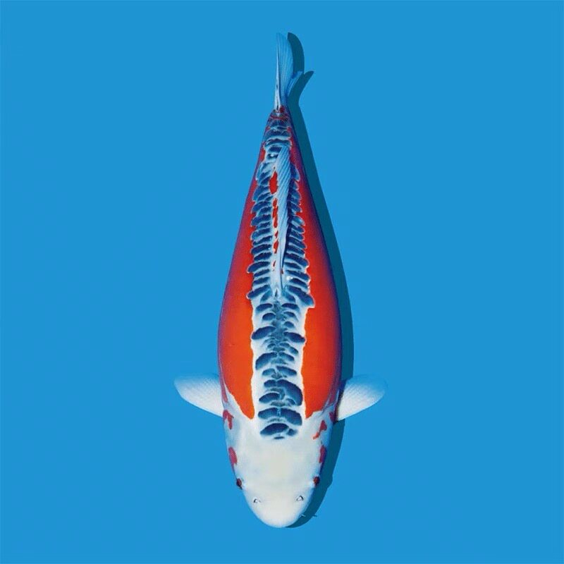 锦鲤活体德系红秋翠锦鲤鱼丹顶冷水纯种精品邱翠三色大鳞片锦鲤鱼