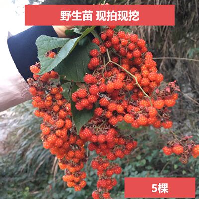 高粱泡树苗寒泡寒莓悬钩子野山莓刺盆栽庭院山地绿植儿时野果苗