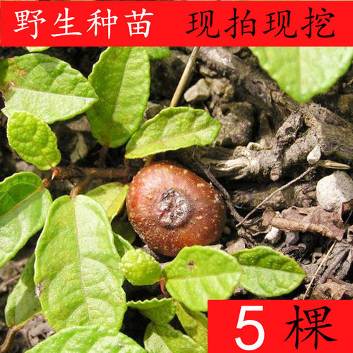 地枇杷地果野地瓜地瓜藤地石榴地胆紫地瓜榕地瓜子地方果子