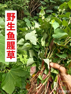 鱼腥草新鲜嫩芽野生现挖种植苗野菜2斤农家包邮鱼腥草新鲜折耳根