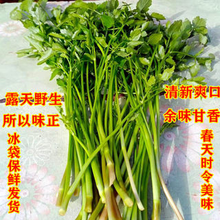 水芹菜新鲜小叶健康农家野菜味正现采时令蔬菜野生水芹菜新鲜包邮