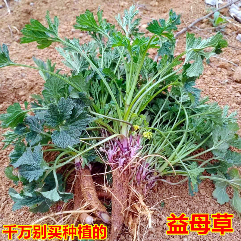 益母草新鲜确保野生整棵带根500g食用红糖姜茶姨妈调理中药材种子