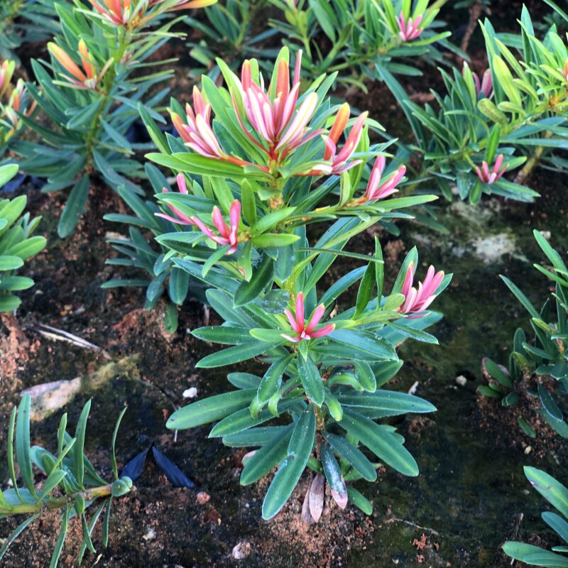 海岛红芽太子妃母树罗汉松盆景客厅旺宅花卉庭院绿植物盆栽树苗