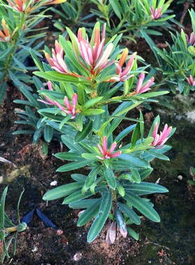 海岛红芽太子妃母树罗汉松盆景客厅旺宅花卉庭院绿植物盆栽树苗