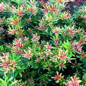 海岛红芽太子妃罗汉松办公室盆景客厅旺宅花卉庭院绿植物盆栽树苗