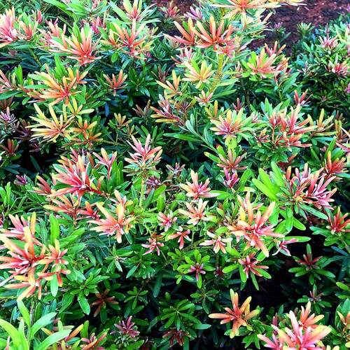 四季红芽太子妃罗汉松旺宅迎客松