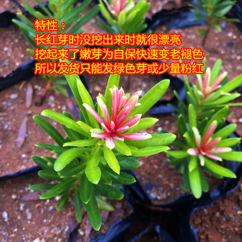 海岛四季红芽罗汉松盆景紫金钻太子妃鲜卉盆栽菊花心树苗发财植物