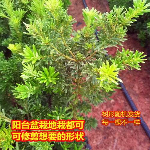小叶贵妃罗汉松比较知名柔软枝盆栽鲜花卉绿植物广西庭院观叶阳台