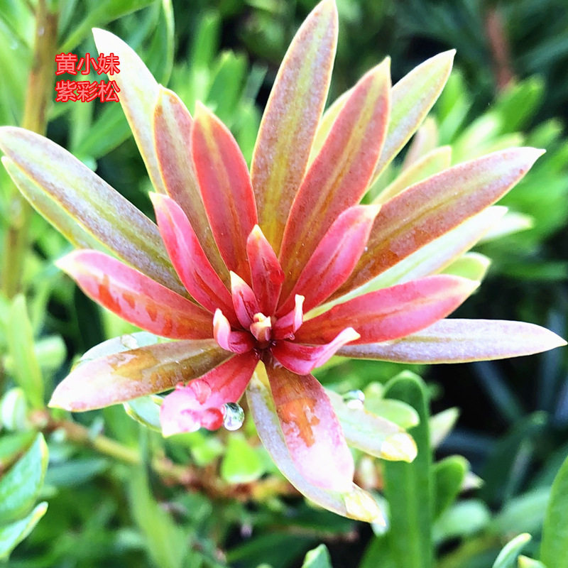 紫芽系列漂亮发财松绿植