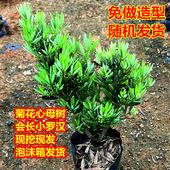 小绿植菊花心室外盆景四季 好养迷你桌面植物盆栽小叶老桩办公室