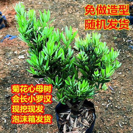 小绿植菊花心室外盆景四季好养迷你桌面植物盆栽小叶老桩办公室