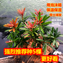 海岛红芽太子妃罗汉松办公室盆景客厅旺宅花卉庭院绿植物盆栽树苗