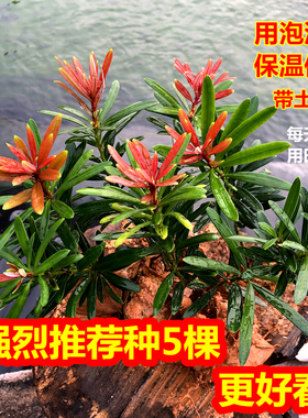 海岛红芽太子妃罗汉松办公室盆景客厅旺宅花卉庭院绿植物盆栽树苗