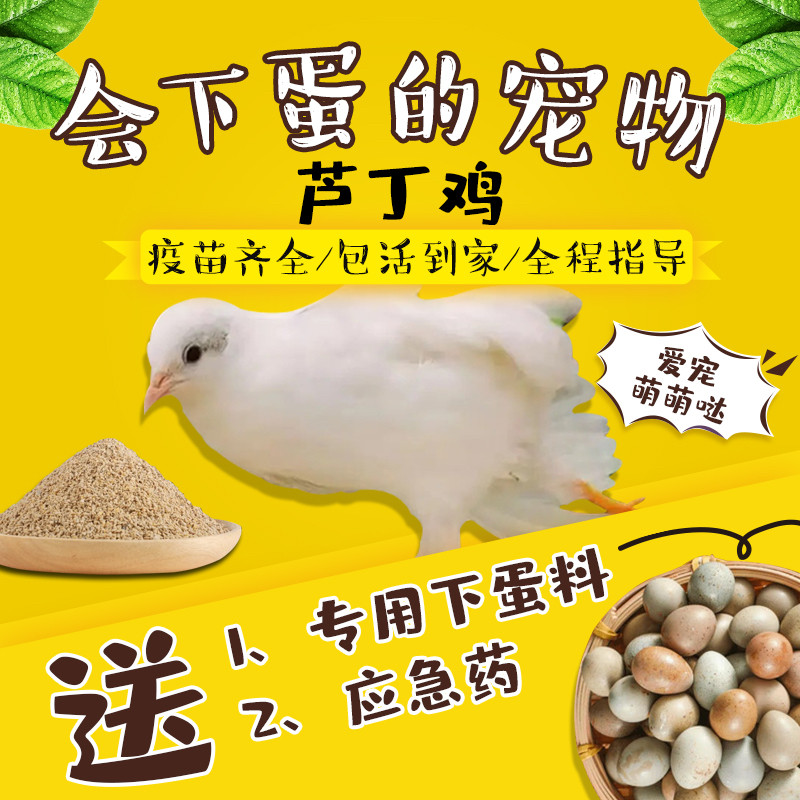 下蛋王芦丁鸡宠物鸡幼鸡网红迷你鸡全色系阳台宠物45天成年青年鸡