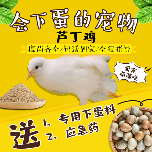 下蛋王芦丁鸡宠物鸡幼鸡网红迷你鸡全色系阳台宠物45天成年青年鸡