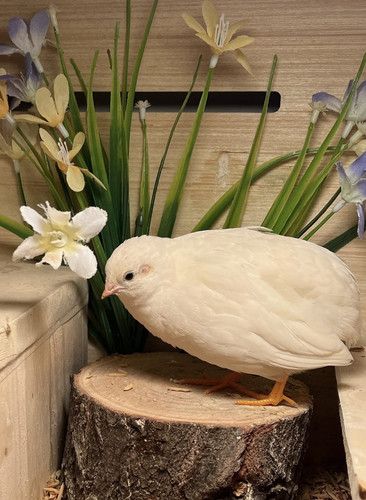 下蛋王芦丁鸡宠物鸡幼鸡网红迷你鸡全色系阳台宠物45天成年青年鸡