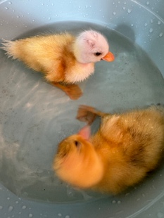 正品纯种荷兰柯尔鸭活小黄鸭柯达鸭小幼崽小鸭苗大鸭宠物鸭