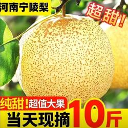 宁陵酥梨金顶谢花酥梨贡品梨新鲜梨水果梨子老梨树包邮现摘现发