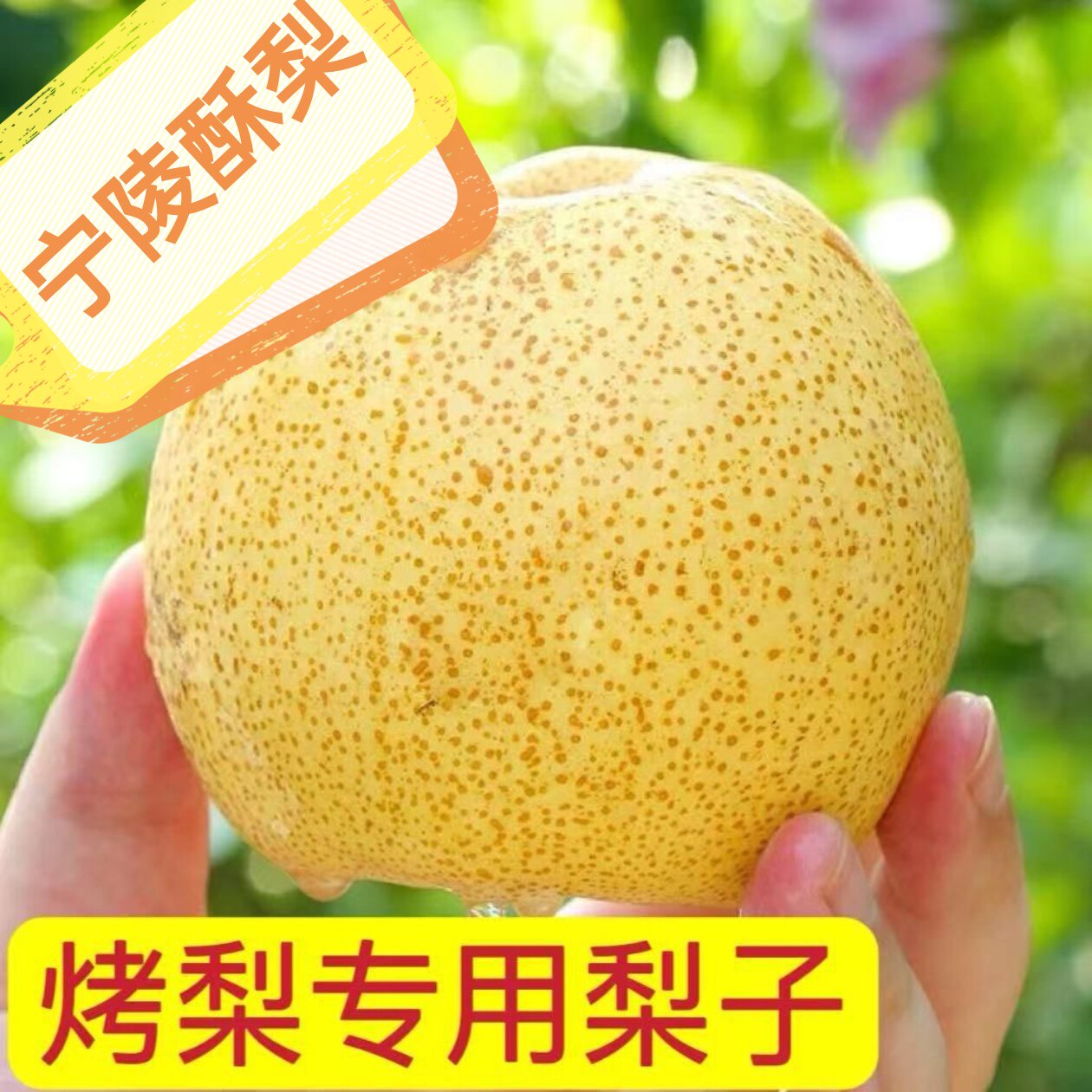 宁陵酥梨烤梨正宗百年梨树当季新鲜水果薄皮梨子脆甜多汁产地包邮