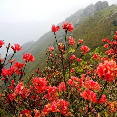 深山现采新鲜满山红杜鹃花迎山红山崩子500克顺丰