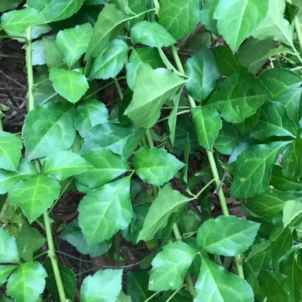 深山现采新鲜苦刺狼牙刺铁马胡烧苦刺花500克顺丰航空