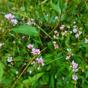 鲜品野生草药长箭叶蓼 500克顺丰航空