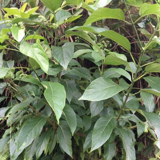 新鲜现采大青叶臭大青臭叶树大青木枝叶500克顺丰