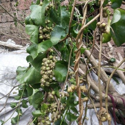 新鲜现采藤三七洋落葵落葵薯川七疑洛葵 藤子三七500g野菜农产品