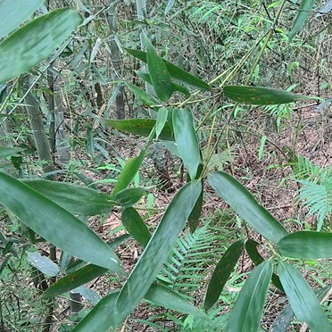 新鲜现采苦竹叶苦竹笋苦竹茹苦竹沥苦竹食用农产品产地直销500克图片