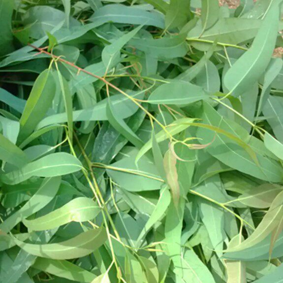 深山现采新鲜桉树大叶桉大叶尤加利小叶桉枝叶500克顺丰航空