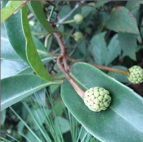 新鲜现拔小血藤钻骨风五香血藤滑藤香血藤野五味子500克顺丰