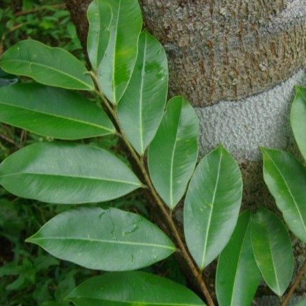 新鲜现采沉香木沉香叶沉香枝叶500克顺丰