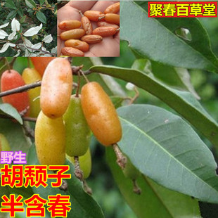 新鲜现采胡颓子半含春石滚子模羊奶奶甜棒棰 枝叶500克中草药