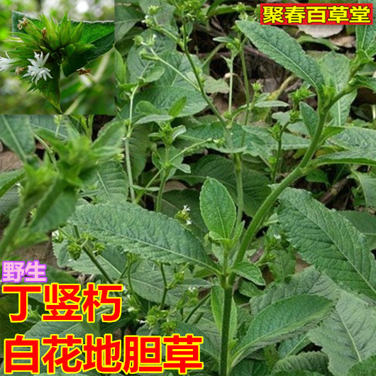 新鲜草药现采白花地胆头丁竖朽苦地胆地胆草高地胆草 500克顺丰