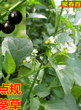 野生新鲜龙葵 乌点规 钮仔草乌疔草苦葵乌点归500克鲜品
