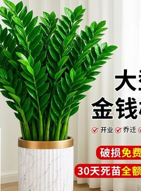 大盆金钱树盆栽植物室内客厅好养办公室绿植大型钱串子招财发财树