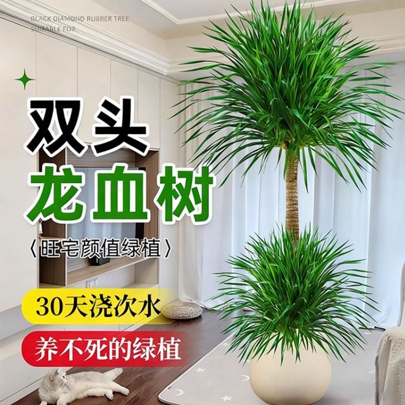 龙血树客厅绿植多头龙须树龙铁树客厅绿植室内大型龙血树植物盆栽