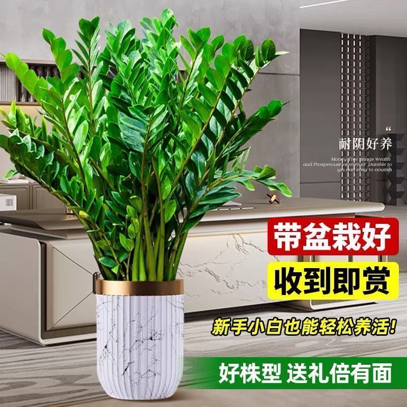 金钱树盆栽室内植物大型客厅好养招财绿植摇钱串子大棵发财树盆景