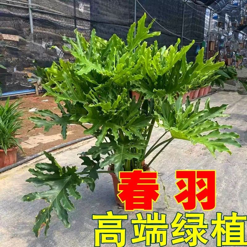 大龙鳞春羽植物盆栽室内喜阴网红绿植阳台桌面好养活四季常青耐寒