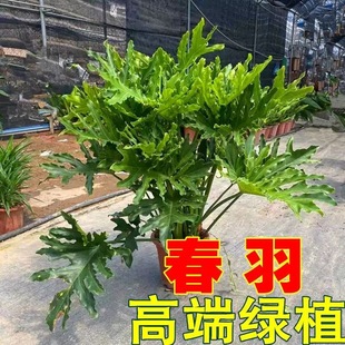 大龙鳞春羽植物盆栽室内喜阴网红绿植阳台桌面好养活四季常青耐寒