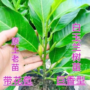 白玉兰盆栽白兰花苗黄角兰树苗四季开花玉兰花阳台庭院浓香型花卉