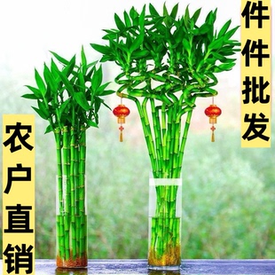 带根转运竹子水培植物客厅盆栽四季常青水养绿植节节高招财富贵竹