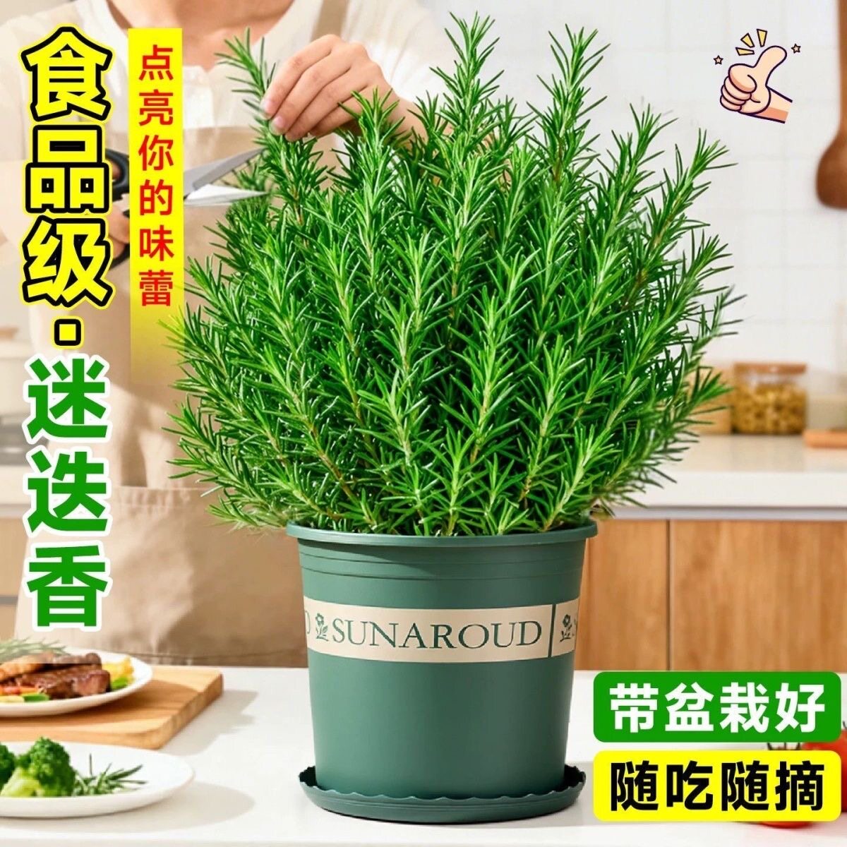 超大盆迷迭香盆栽可食用薄荷香草水培植物室内阳台驱蚊草花卉绿植