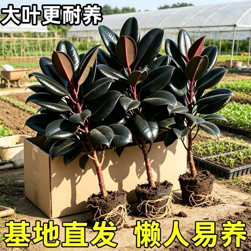 橡皮树黑金刚室内真树植物大盆栽绿植客厅办公室花卉净化空气甲醛