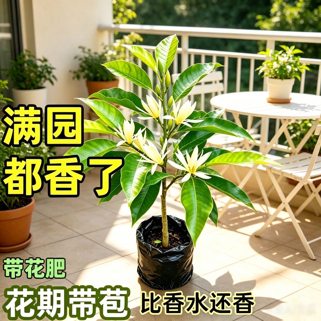 白玉兰盆栽白兰花苗黄角兰树苗四季开花玉兰花阳台庭院浓香型花卉