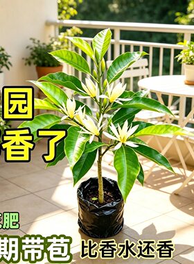 白玉兰盆栽白兰花苗黄角兰树苗四季开花玉兰花阳台庭院浓香型花卉