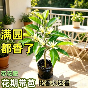 白玉兰盆栽白兰花苗黄角兰树苗四季开花玉兰花阳台庭院浓香型花卉